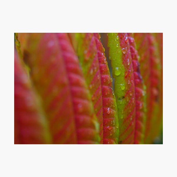 L December Fall Photographic Print