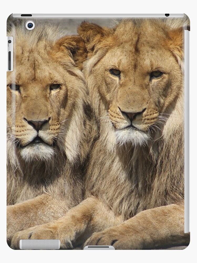 Lions Cute Couple