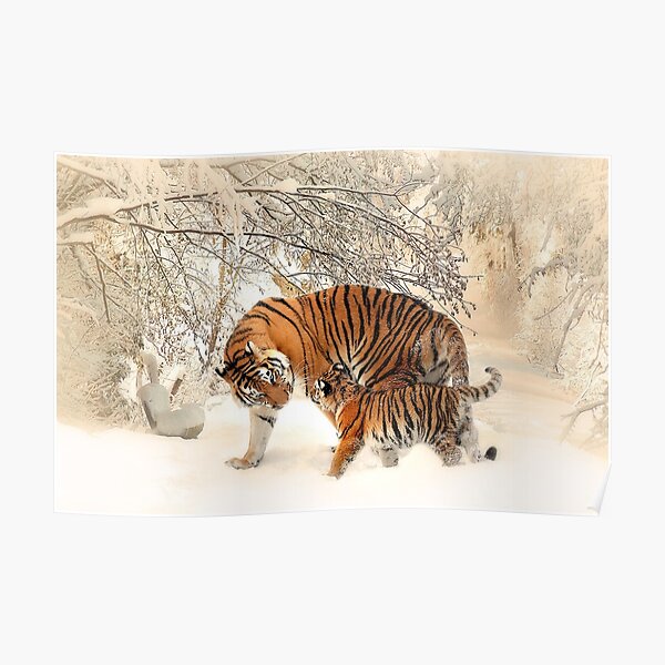 Poster Schnee Tiger Redbubble