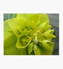 Green Invasion Photographic Print