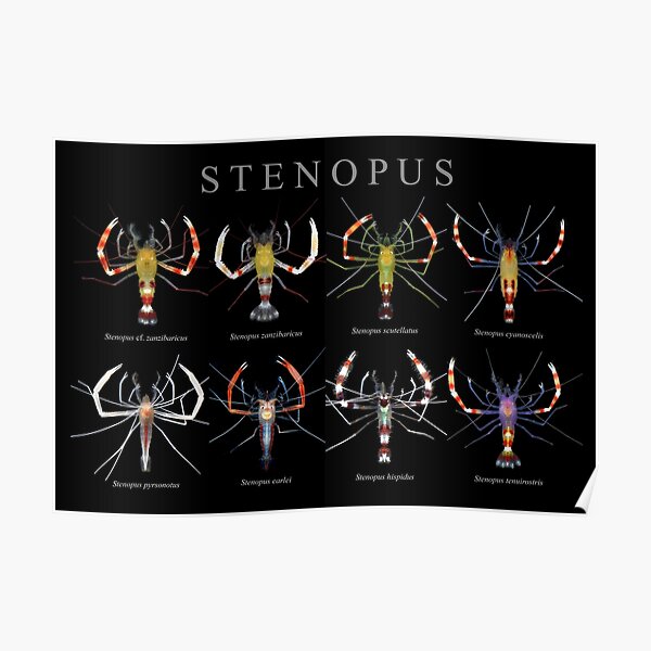 Stenopus Poster