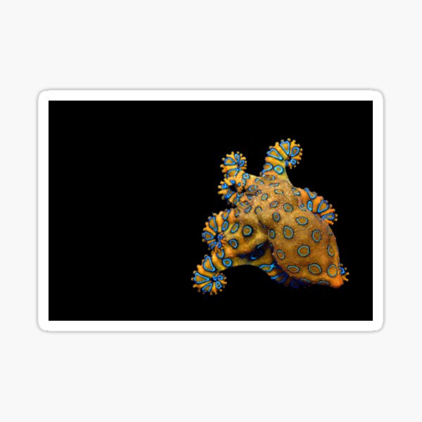 Blue Ring Octopus right skew Sticker
