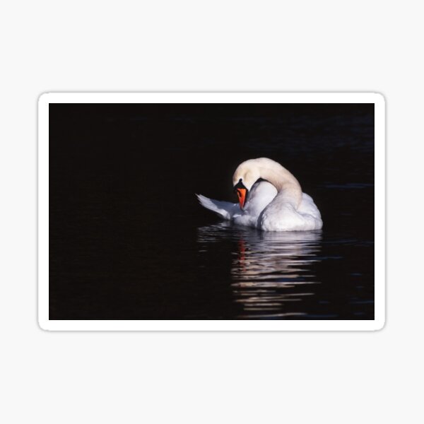 lone swan Sticker