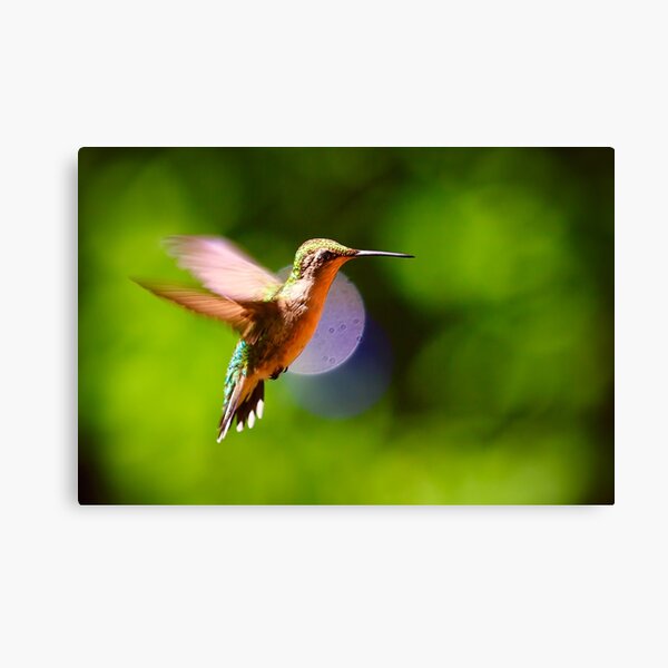 hummingbird Canvas Print