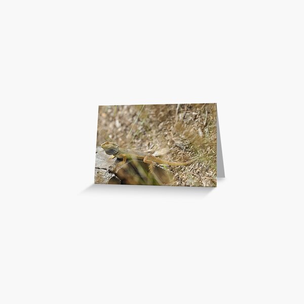 Western Bearded Dragon Greeting Card