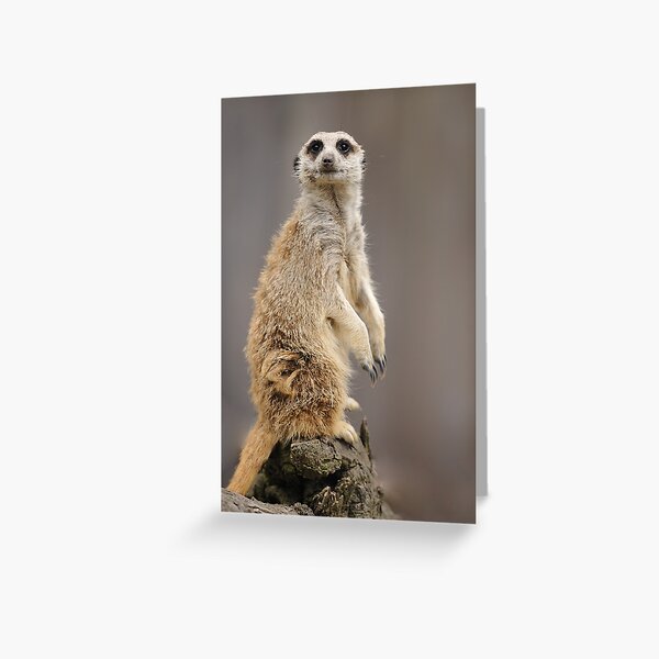 Meerkat lookout Greeting Card