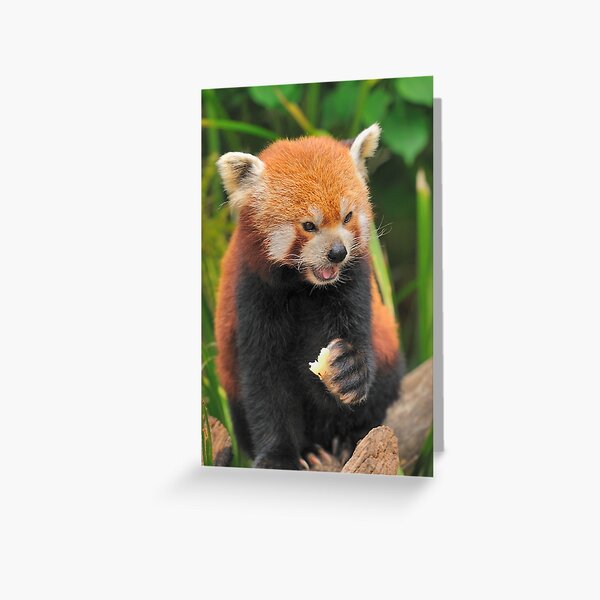 Red Panda Greeting Card