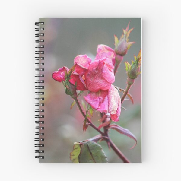 Item preview, Faded Pink Rose designed and sold by Gilda Axelrod.