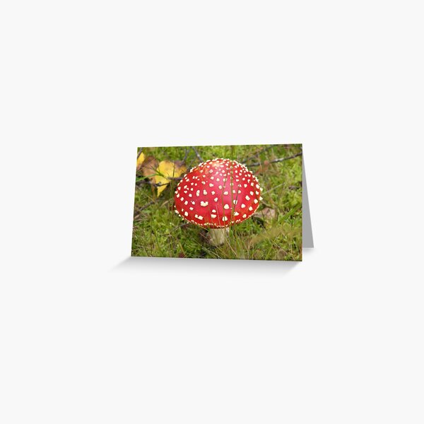 Fly Agaric Greeting Card