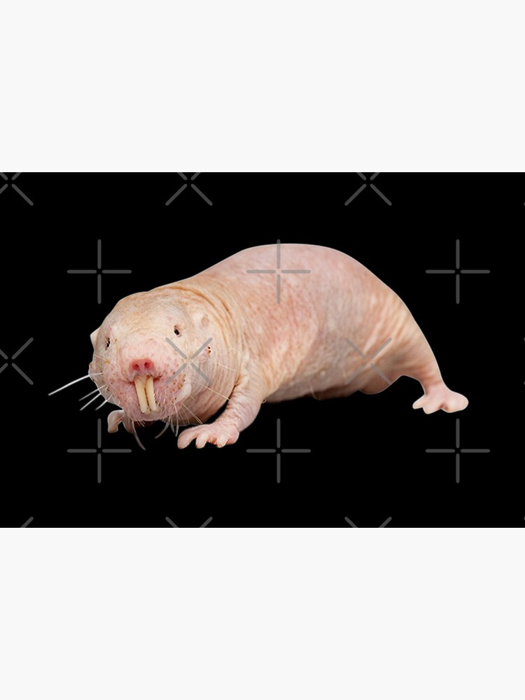 Lamina Rigida Rata Topo Desnuda El Nuevo Espiritu Animal De Gina Brooklyn 99 De Juliatleao Redbubble