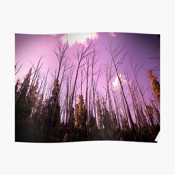 After the fires, reach for the sky Poster
