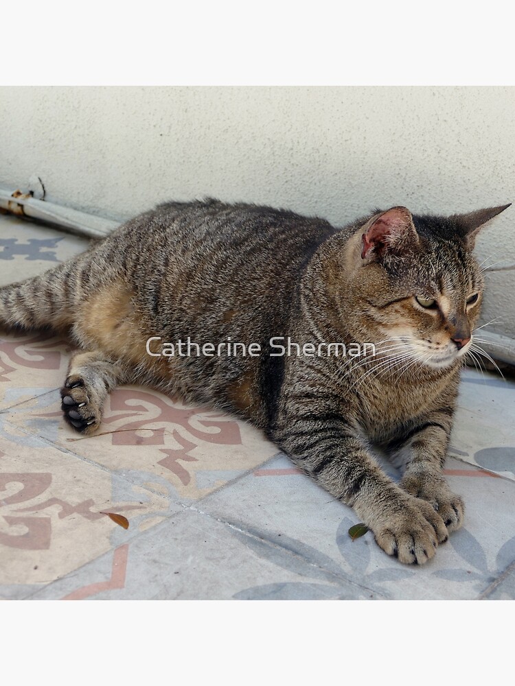 Hemingway Polydactyl Cat