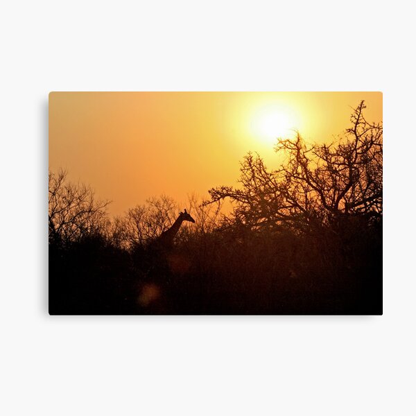African Sunrise with Giraffe Canvas Print