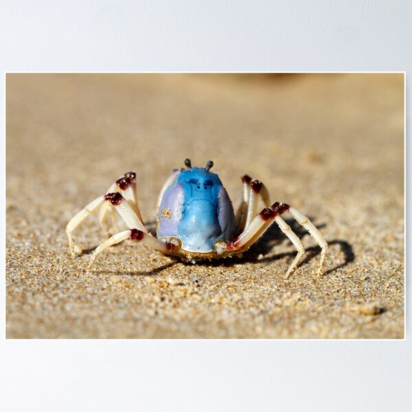 Item preview, Soldier crabs (Mictyris longicarpus?) With Angry Face! designed and sold by Normf.