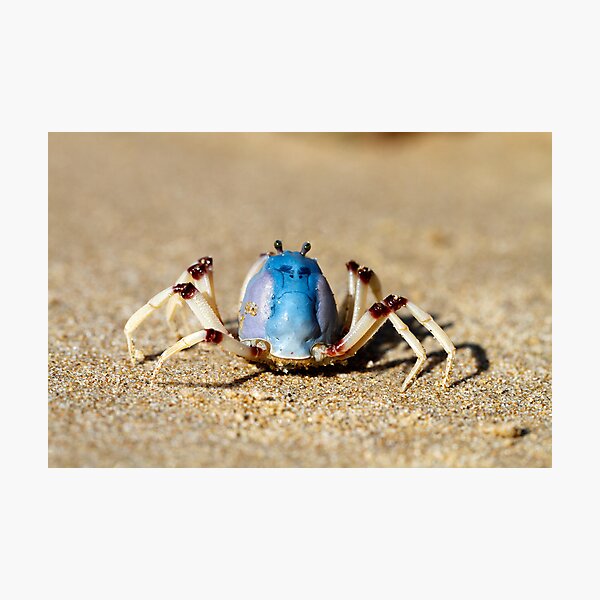 Artikelvorschau, Soldier crabs (Mictyris longicarpus?) With Angry Face! entworfen und verkauft von Normf.