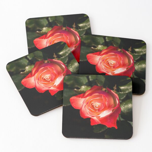 Item preview, Living Coral Coloured Rose with a Blush of Red designed and sold by Georgia Mizuleva.