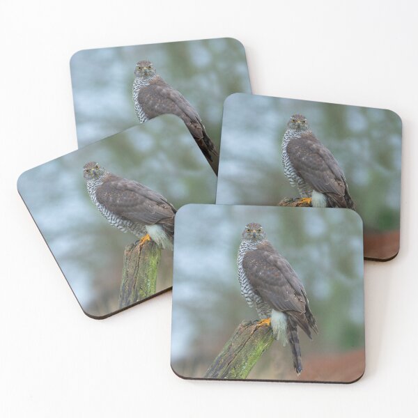 Item preview, Goshawk on watch designed and sold by Dalyndigital Photography.