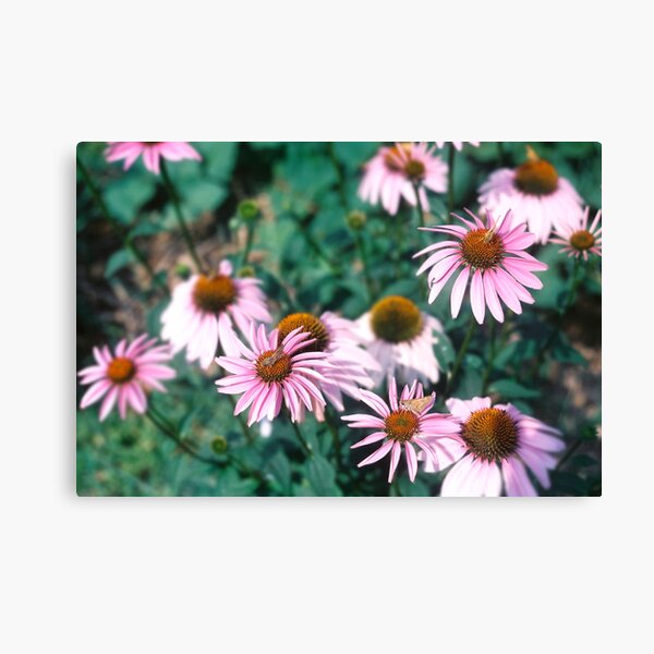 In The Flower Patch Canvas Print