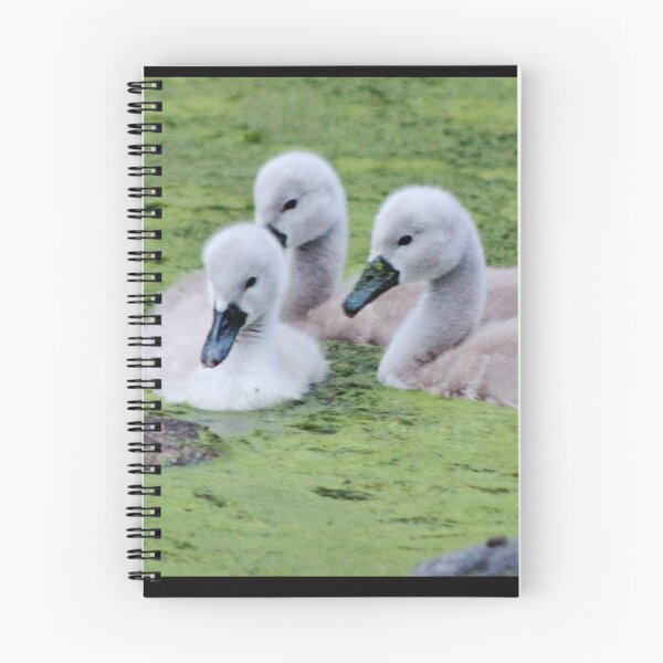 Item preview, Mute Swan Cygnets designed and sold by Gilda Axelrod.