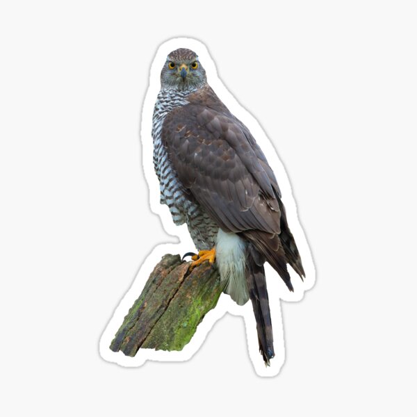 Item preview, Goshawk on watch designed and sold by OwlOccasions.