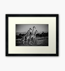 Giraffe Framed Print