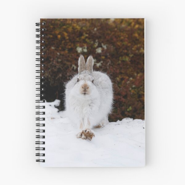 Item preview, Cute white mountain hare rabbit designed and sold by chanonry.
