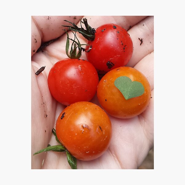 Garden Love Photographic Print
