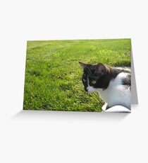 Kitty meets the Grass Greeting Card