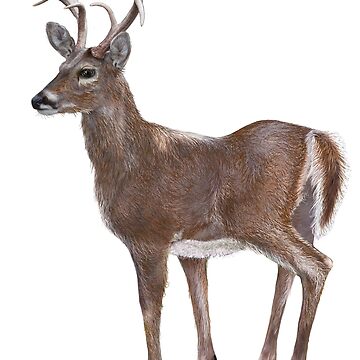 Artwork thumbnail, White Tail Deer Buck by oz10