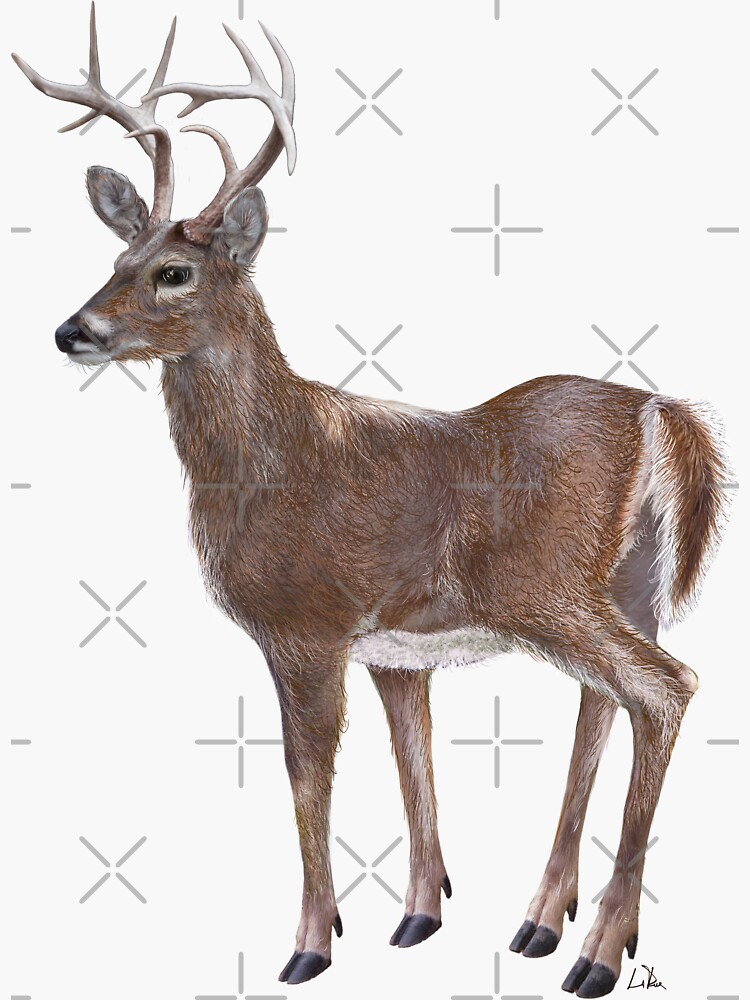 Thumbnail 3 of 3, Sticker, White Tail Deer Buck designed and sold by oz10.