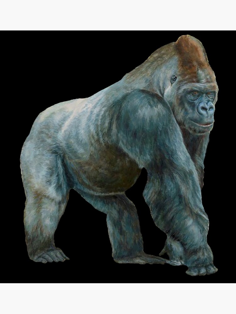 Gorilla Blackback Or Silverback On Black Greeting Card By Tomsredbubble Redbubble