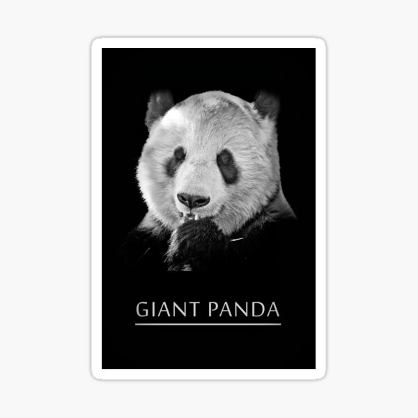 Giant Panda Sticker