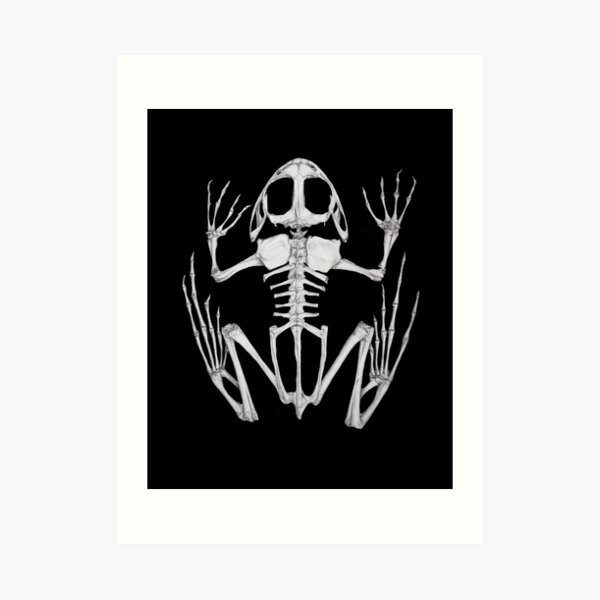 Frog Skeleton Art Print