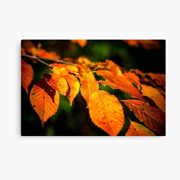 Autumn Leaves 2 Canvas Print