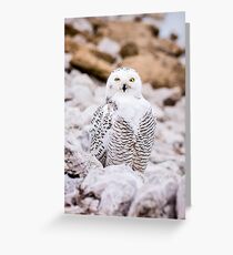 Snowy Owl Greeting Card