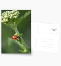 Ladybird, ladybird.... Postcards