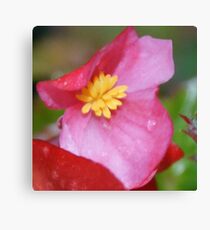 I survived the downpour; La Mirada, CA All Rights Reserved Hedger Photography Canvas Print