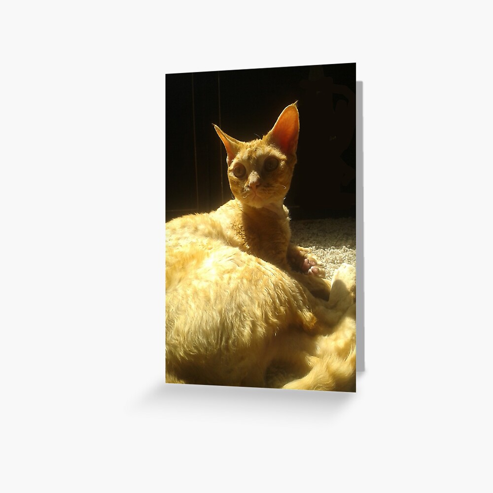 orange devon rex