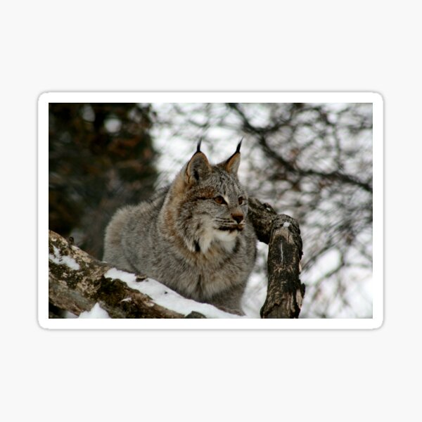 Canadian Lynx Sticker