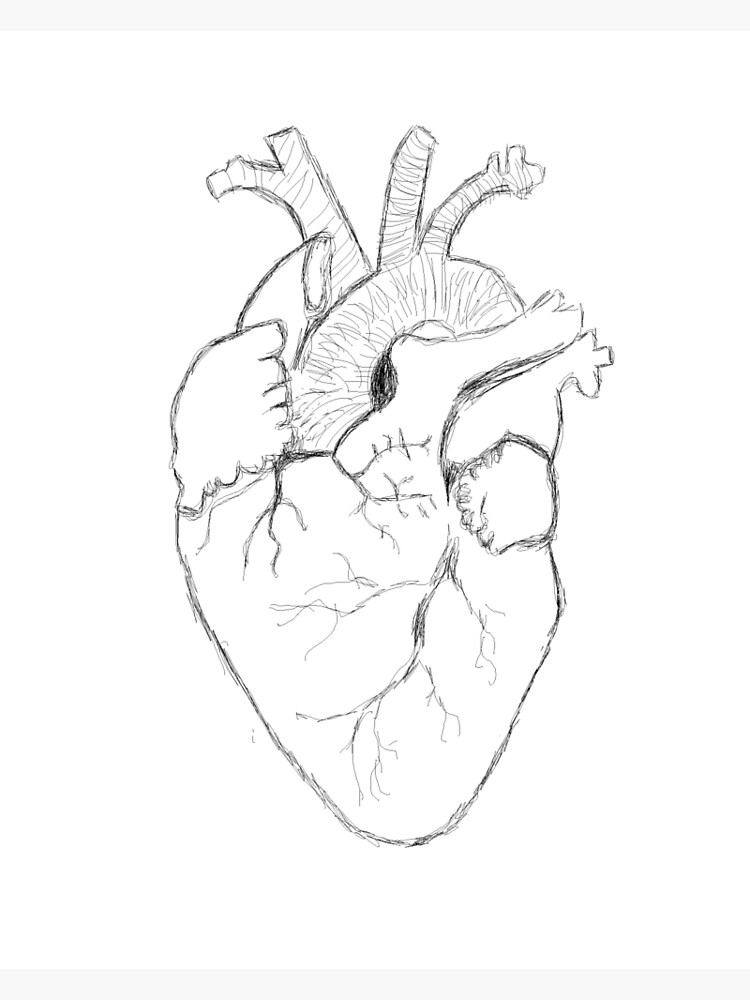 anatomical sketch of heart