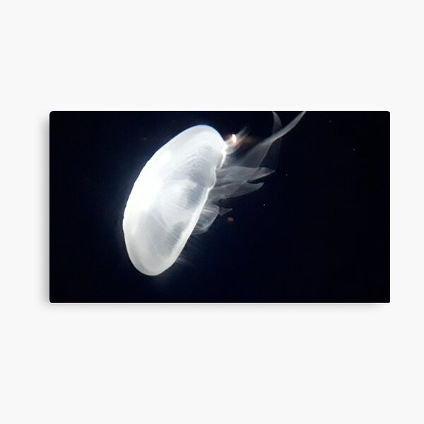 Jelly Youtube Canvas Prints Redbubble - jellyfishing simulator codes wiki roblox