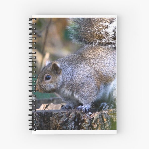 Item preview, Chubby Squirrel... designed and sold by RichImage.