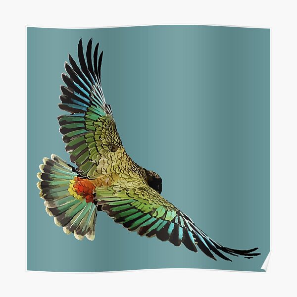 New Zealand Kea Poster