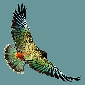 Artwork thumbnail, New Zealand Kea by BeThreeDesigns