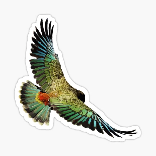 kiwi wall sticker New Zealand native bird decal kiwiana wall sticker