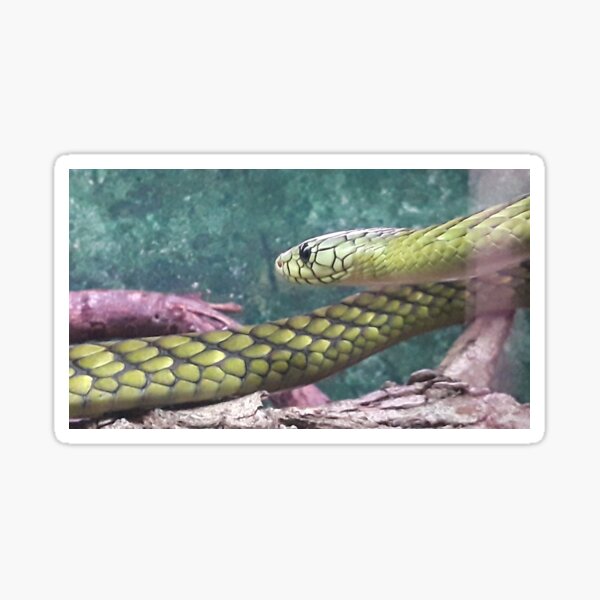 Item preview, SNAKE IN THE GRASS designed and sold by Jarred Chaisson.