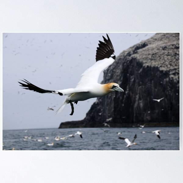 Item preview, Flying Gannet - Bass Rock, Scotland designed and sold by Derek McMorrine.