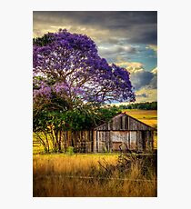 Jacaranda... Photographic Print