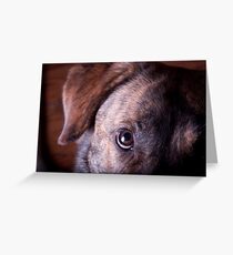 Begging Greeting Card