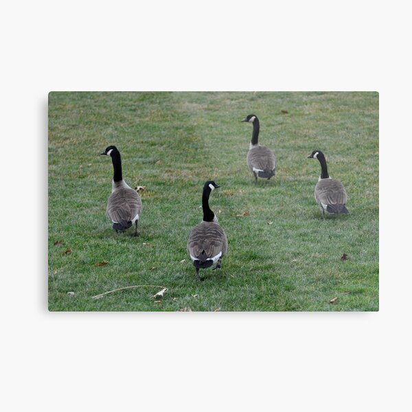Put your right foot in, put your right foot out...do the hokey pokey... Metal Print